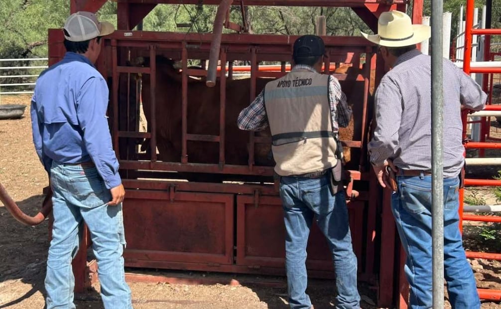 Chihuahua refuerza acciones por gusano barrenador en Parral; inspeccionan ranchos en 40 kilómetros.
Foto: Especial.