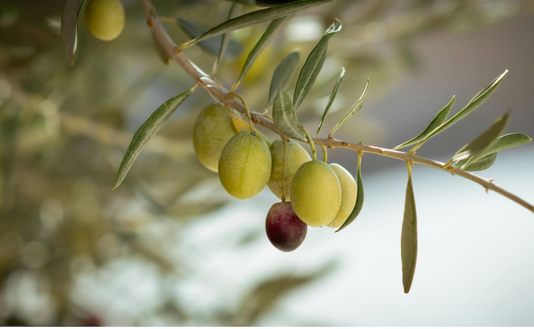 Conoce las recomendaciones y los cuidados necesarios para tener un olivo en tu huerto. Foto: Canva
