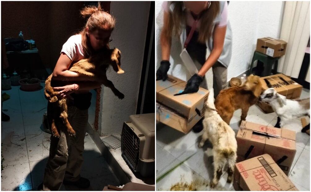 En el cateo rescataron a 23 animales que presuntamente eran utilizados con fines rituales. Foto: Especial