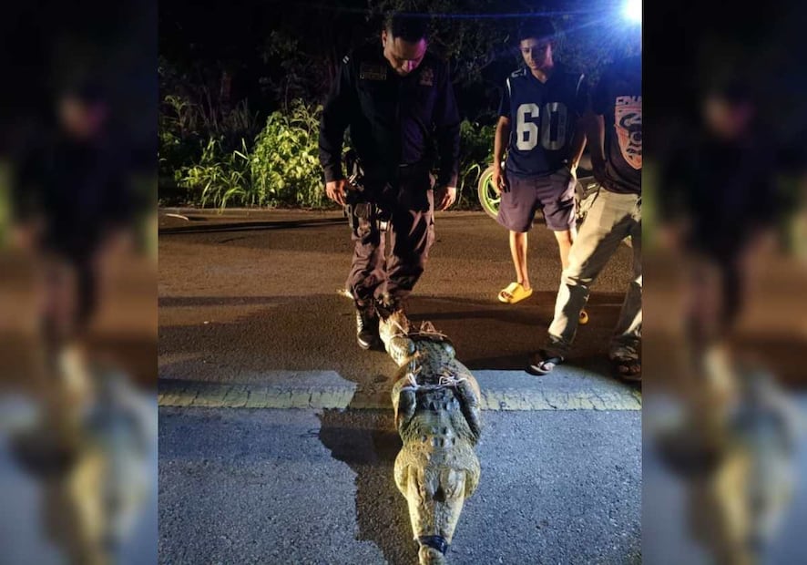 Al llegar al sitio, se confirmó la situación y se implementó un operativo para evitar algún incidente. Foto: Especial
