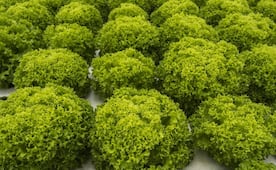 Salud investiga brote de diarrea explosiva; lechuga de origen mexicano no indica que aquí se originó, dice