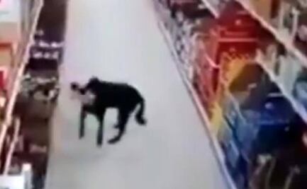 Perro roba bolsa de comida en supermercado de Colombia y se desinfecta sus patitas al salir