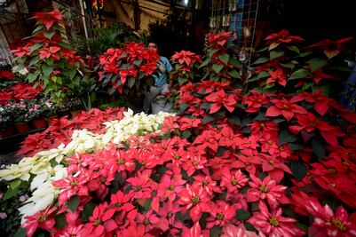 Cuernavaca, primer lugar en producción de nochebuena