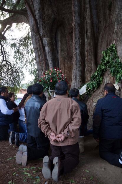 Hace 100 años se plantaron árboles en honor de periodistas