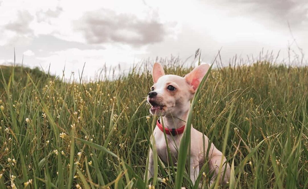 En el Valle de México habrá ambiente templado al amanecer y caluroso por la tarde. Foto: Pixabay