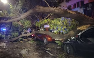 Árbol cae sobre vehículos en Polanco por fuertes lluvias y vientos; no se reportan heridos