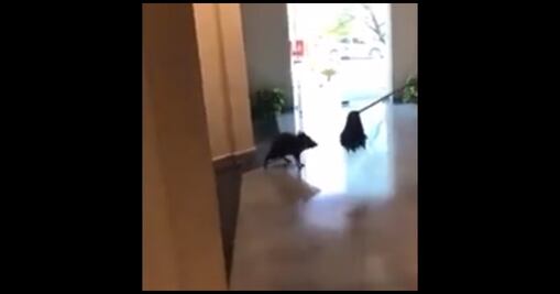 Captan a jabalí en pasillo de la Facultad de Enfermería de la UANL