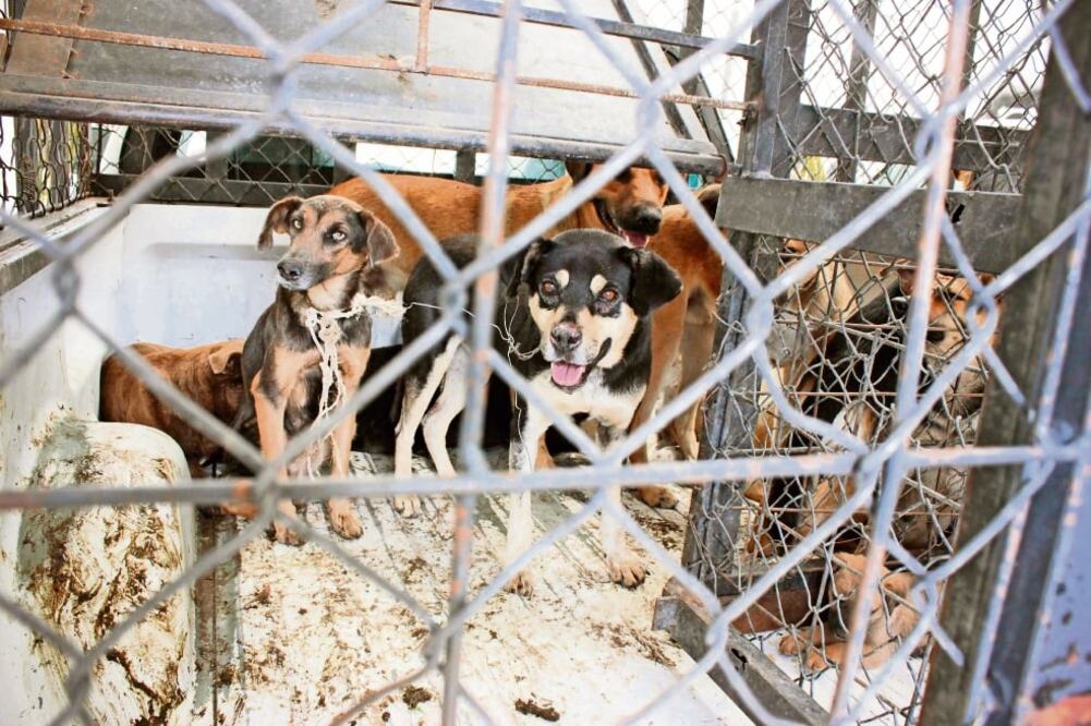 Falta legislación. Sólo en Baja California Sur y Puebla las peleas de perros están tipificadas como delito (ARCHIVO. EL UNIVERSAL)