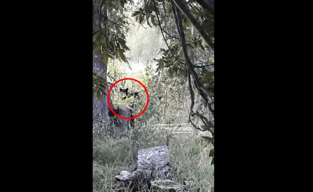 Foto: Captura de video