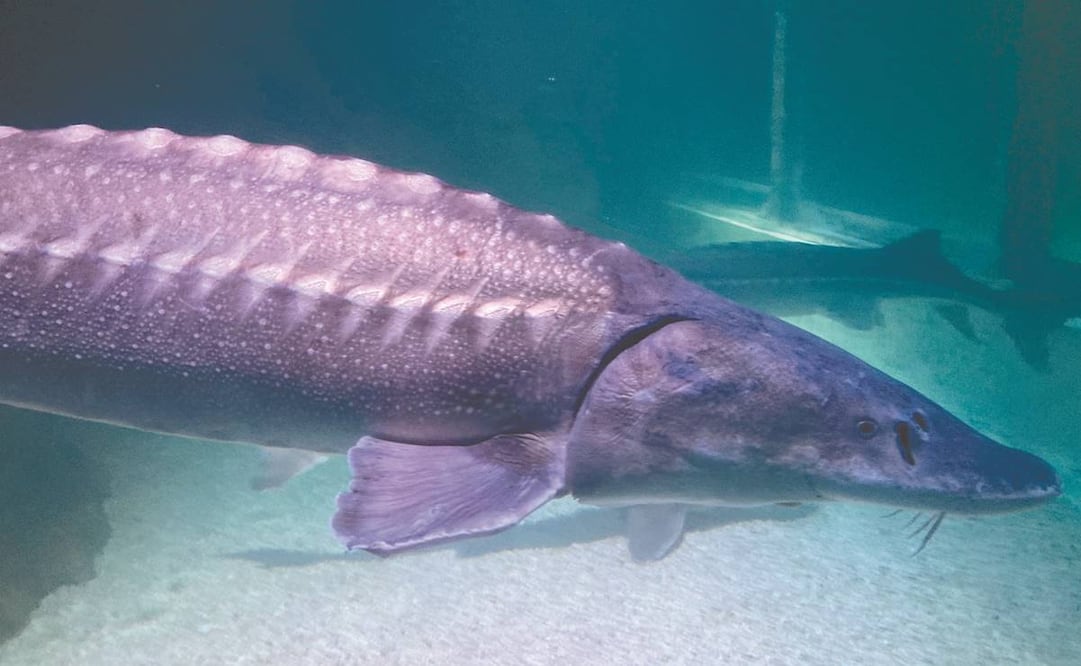 Esturión blanco, una especie de pez que se halla en el Pácifico Oriental, forma parte de los seres exhibidos en el acuario, que también sirve para investigación y reproducción. Foto: Armando Pereda/ EL UNIVERSAL.