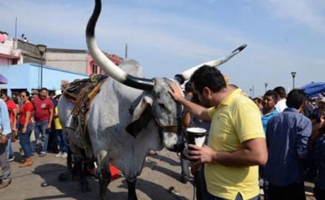 El embalse de toros, que se incluye en las fiestas de la Candelaria en Tlacotalpan, consiste en pasar a los animales por el río (Foto: Patricia Morales / Archivo EL UNIVERSAL)