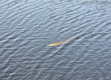 Adolescente cae de un puente y es devorado por cocodrilos en Lázaro Cárdenas, Michoacán; vacacionaba con su familia