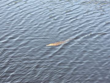 Adolescente cae de un puente y es devorado por cocodrilos en Lázaro Cárdenas, Michoacán; vacacionaba con su familia