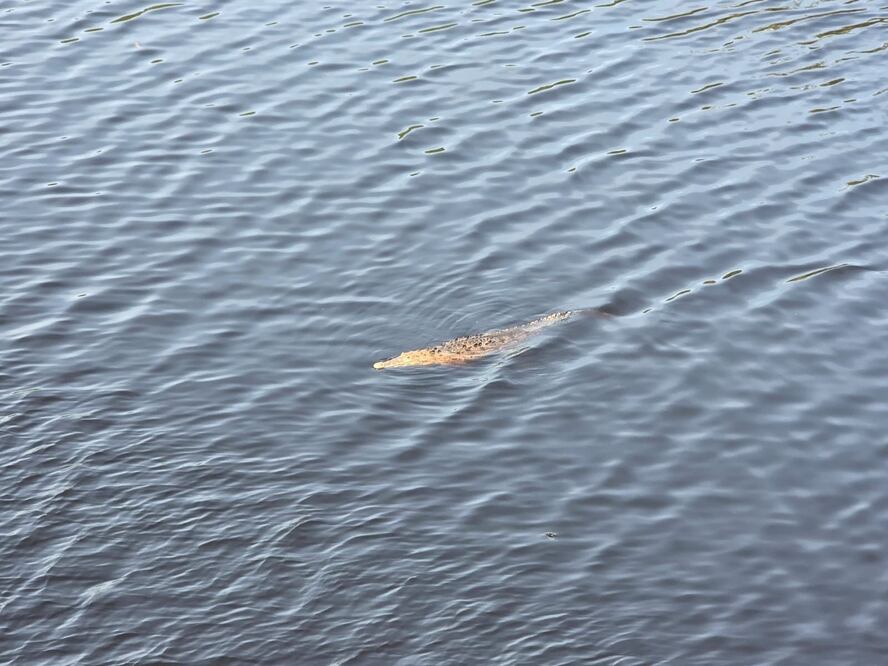 Adolescente de 14 años, cae de un puente y es devorado por cocodrilos en Lázaro Cárdenas, Michoacán. (Foto: Cortesía Adrián Ostria/753 Noticias)