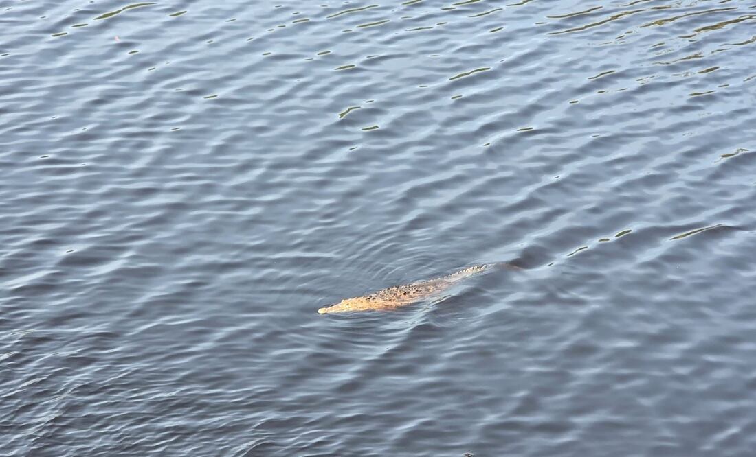 Adolescente de 14 años, cae de un puente y es devorado por cocodrilos en Lázaro Cárdenas, Michoacán. (Foto: Cortesía Adrián Ostria/753 Noticias)