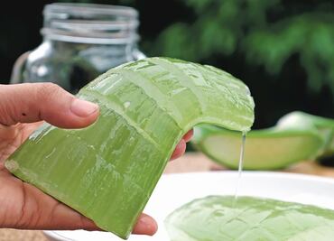 The many benefits of aloe vera