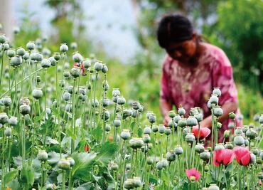 México, tercer productor mundial de amapola