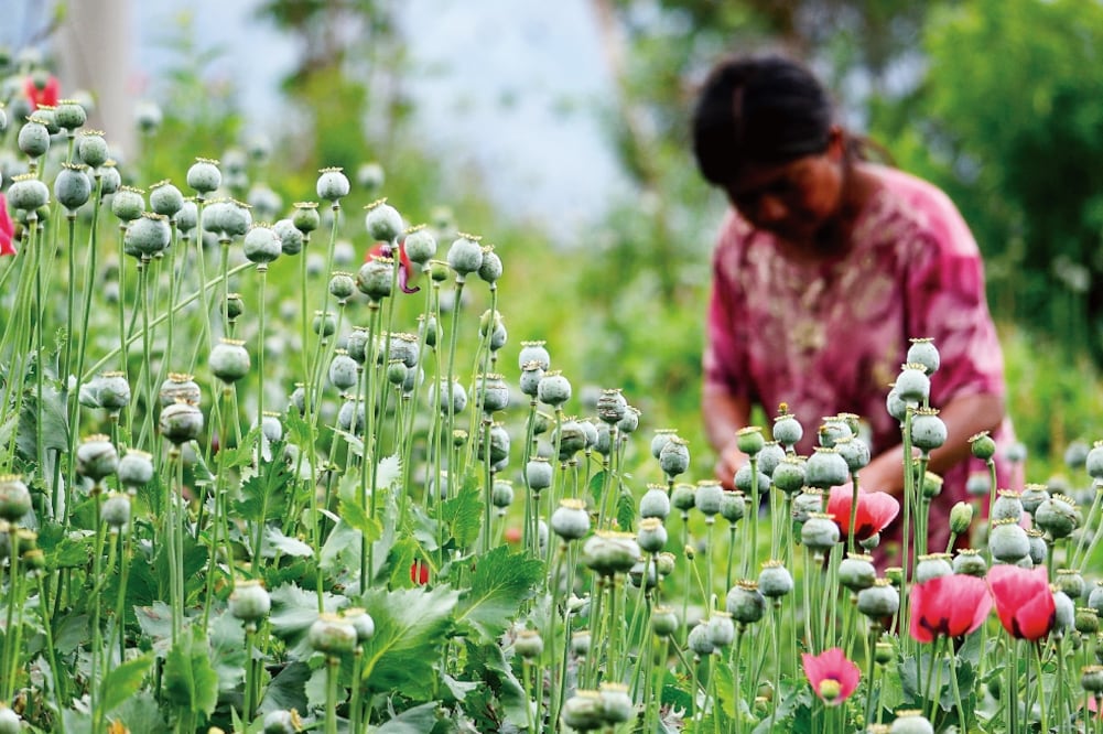 La ONU aconseja que las regiones afectadas por el cultivo de amapola busquen otras opciones socioeconómicas apoyadas en el Estado de derecho. FOTO: ESPECIAL
