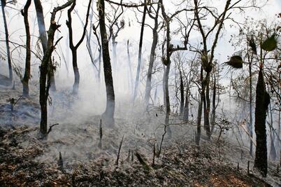 Incendios consumen bosques de encino