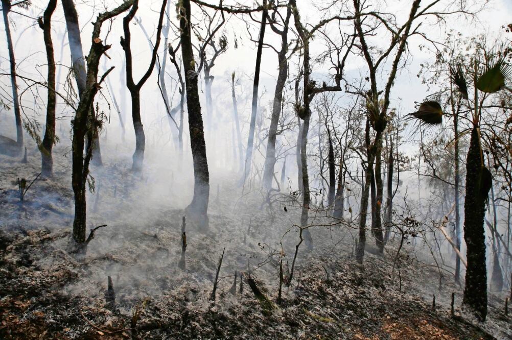 Según José Medel Jiménez, líder de los comuneros de San Miguel Chimalapa, el fuego afecta los parajes Sol y Luna y La Cristalina, al oriente de la comunidad. (ARCHIVO EL UNIVERSAL)