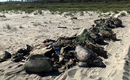 Fishing net in Oaxaca kills 350 endangered sea turtles