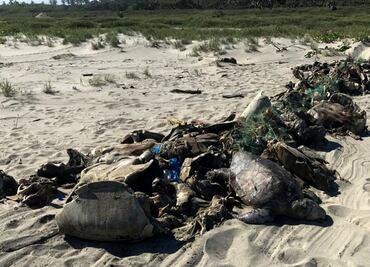 Fishing net in Oaxaca kills 350 endangered sea turtles
