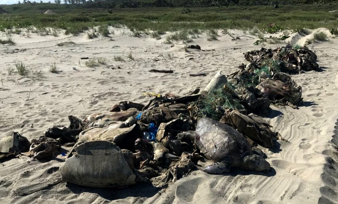 In order to drag the turtles to land, the trammel net had to be cut down into five parts - Photo: Taken from PROFEPA's official Twitter account