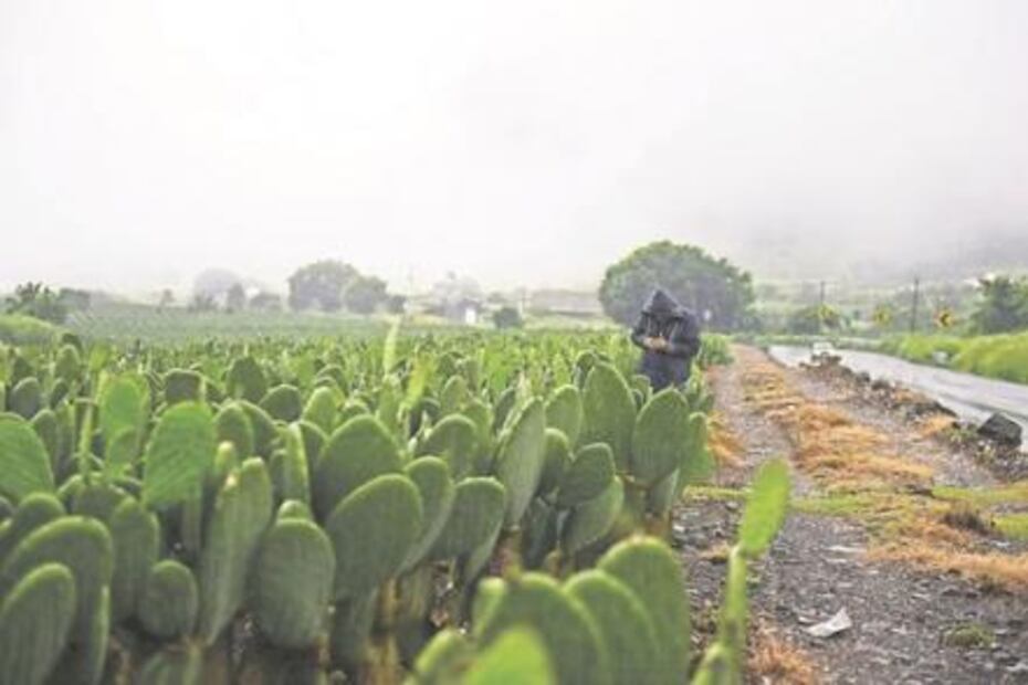 Temporal gélido azota a 21 entidades del país