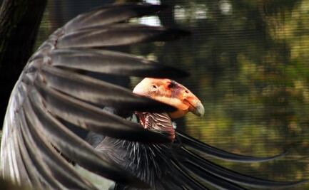 Dirección de zoológicos de CDMX trasladará a dos crías de cóndor de California a su hábitat natural; nacieron en Chapultepec