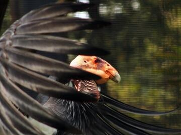 Dirección de zoológicos de CDMX trasladará a dos crías de cóndor de California a su hábitat natural; nacieron en Chapultepec