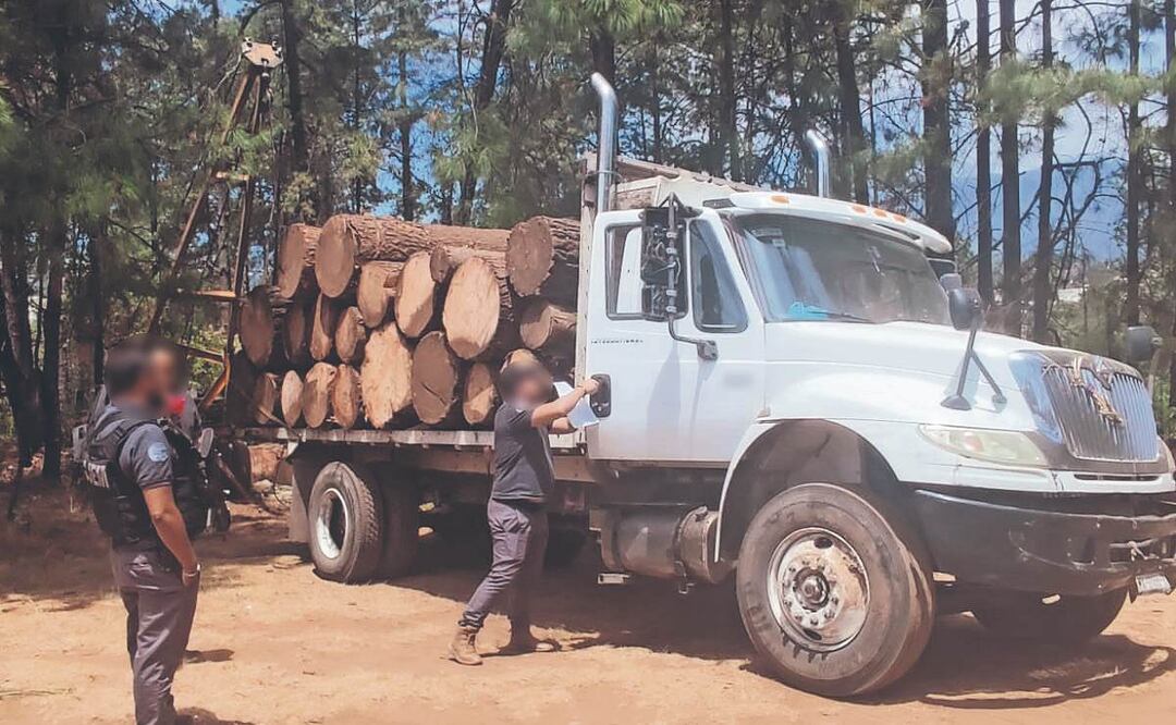 La iniciativa surge ante el aumento de tala ilegal en entidades como Edomex, Morelos, Michoacán, Chiapas y Chihuahua. Foto: Archivo
