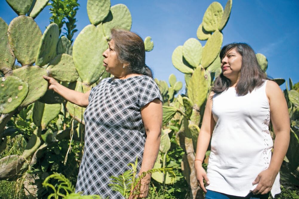 Cada tres meses, lo que dura un periodo biológico, Catalina produce hasta 20 kilos de grana cochinilla y de éstos alrededor de 12 kilos los exporta a Estados Unidos. (Fotos: MARIO ARTURO MARTÍNEZ)