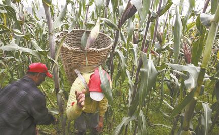 Tortilla y pan, bajo presión por aumento de precios en granos