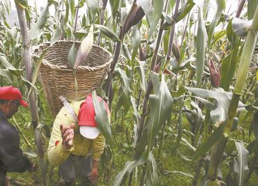 Tortilla y pan, bajo presión por aumento de precios en granos