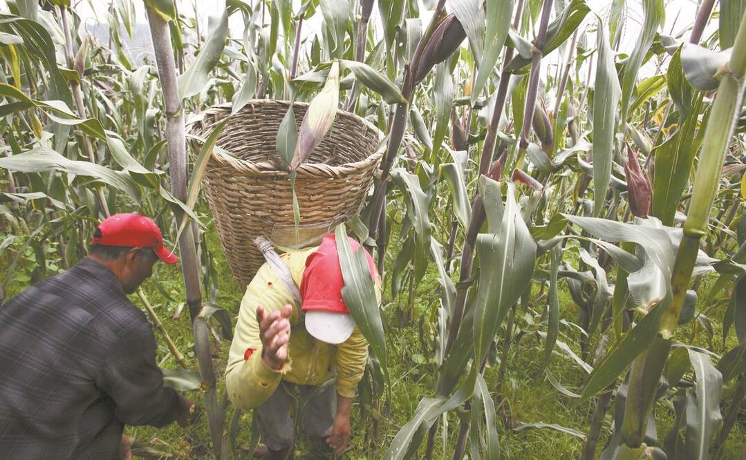 Calculan que en 2019 se produjeron 27.2 millones de toneladas de maíz en México. Foto: ARCHIVO EL UNIVERSAL