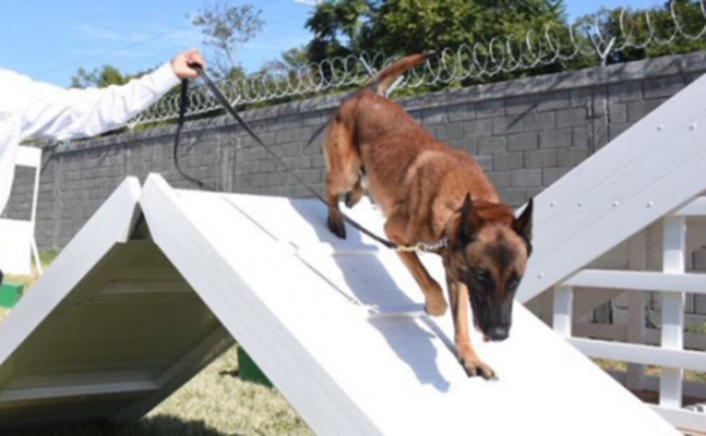 Tamaulipas recibe tres perros policías de EU