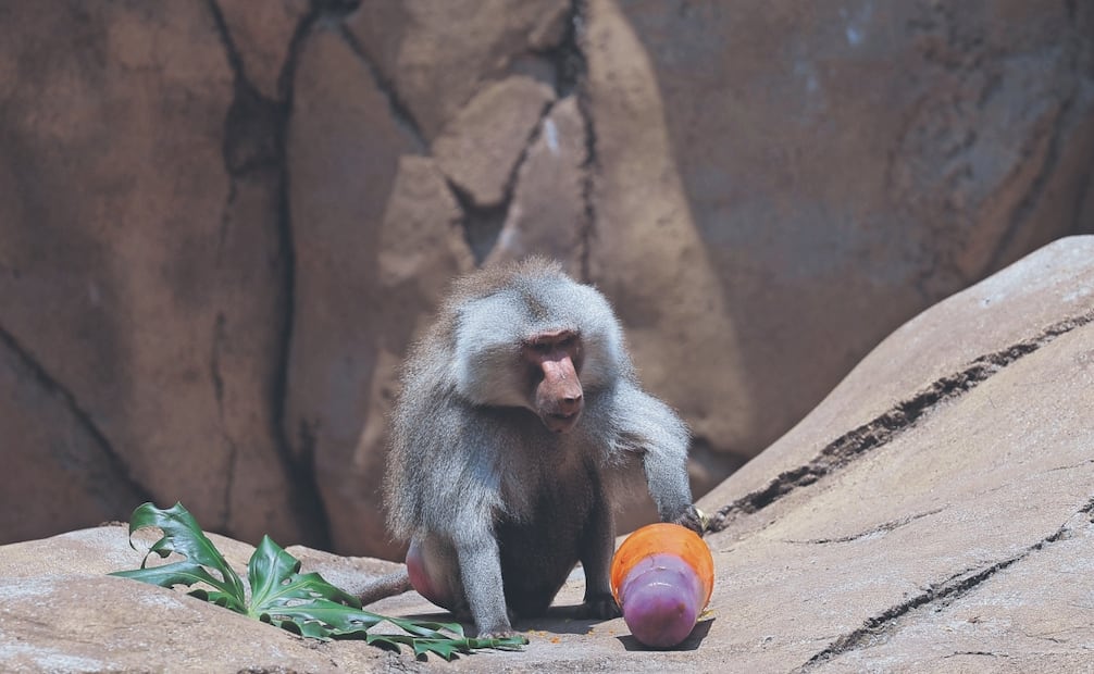 Uno de los cinco babuinos sagrados salió rápidamente en busca de su paleta de color naranja y morado. Foto: Gabriel Pano/ El UNIVERSAL