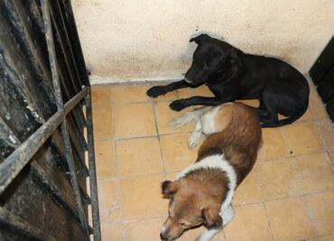 Fundación resguarda a 6 perros de la jauría que atacó a mujer en Tecámac