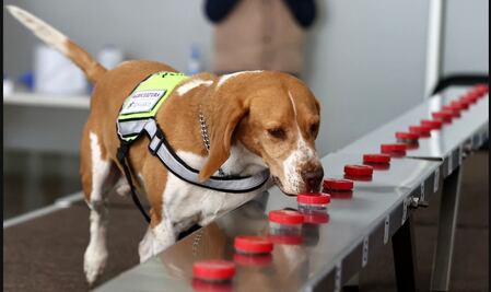 FOTOS: “Héroes de cuatro patas”, seis perros combaten al gusano barrenador del ganado