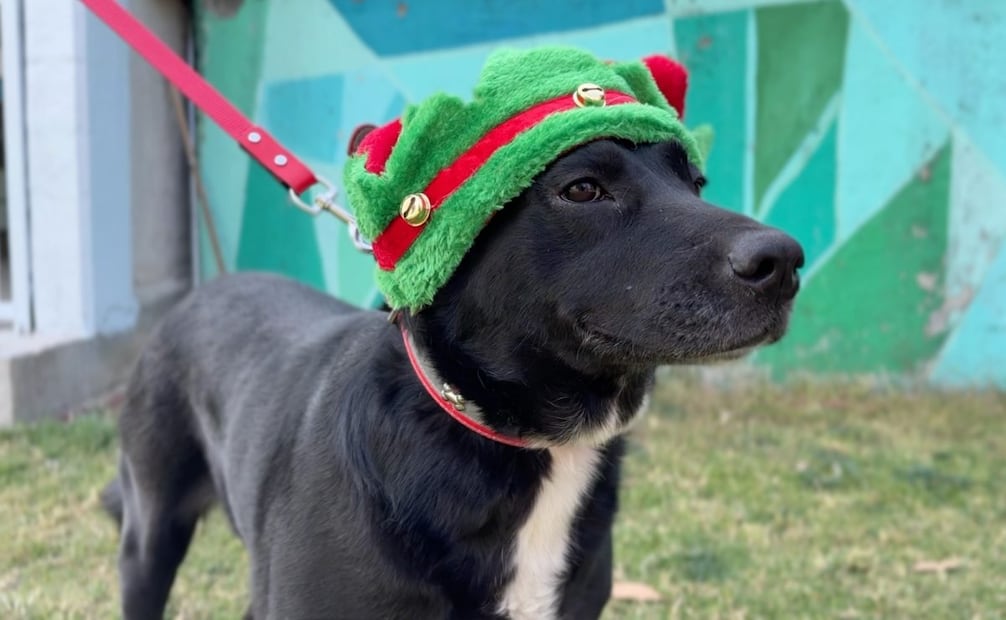 Perritos del CTC comparten el espíritu navideño (21/12/2025). Foto: Especial