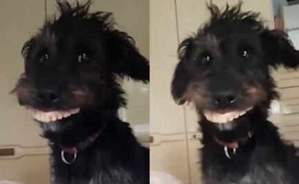 Perro roba la dentadura postiza de su dueña y se vuelve viral