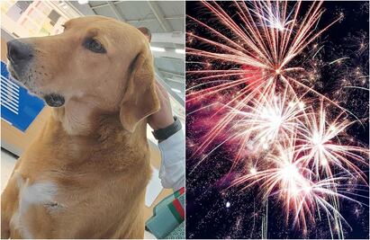 Muere perrito "Elektro", adoptado en tienda Elektra; lo mató de un infarto el ruido de cohetes, denuncian