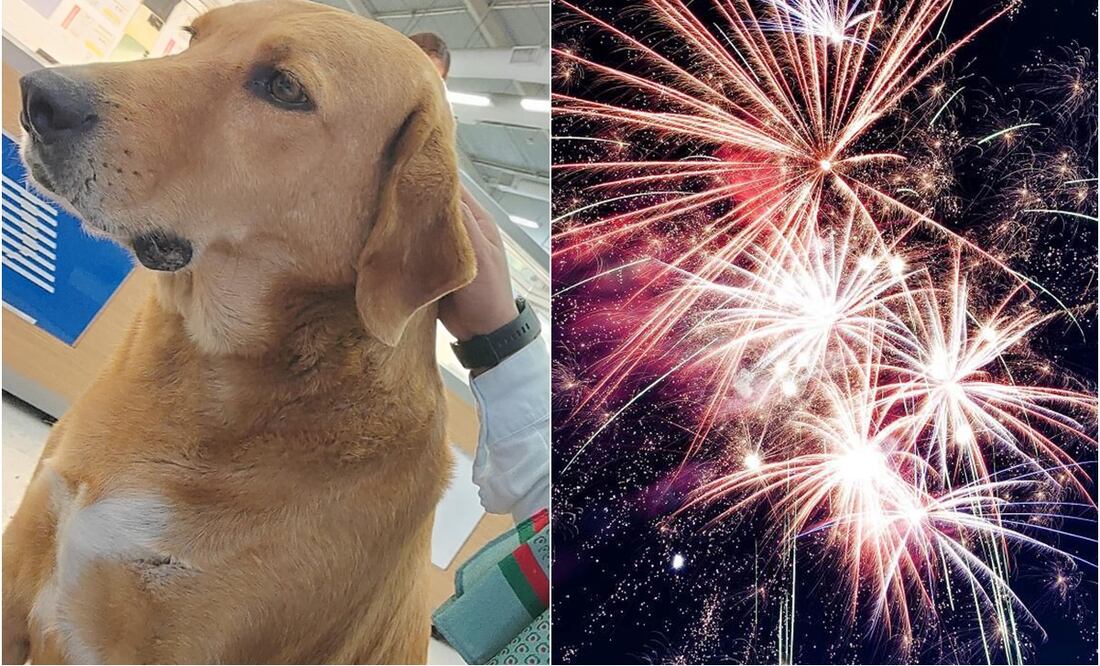 Al perrito Elektro lo ponía muy nervioso el ruido de la pirotecnia. FOTO: tomada de redes y Archivo/ EL UNIVERSAL/