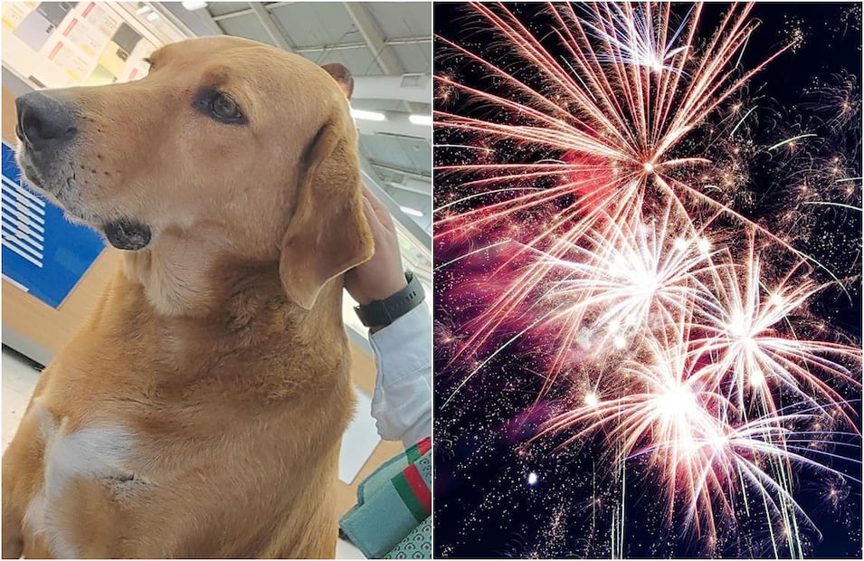 Al perrito Elektro lo ponía muy nervioso el ruido de la pirotecnia. FOTO: tomada de redes y Archivo/ EL UNIVERSAL/