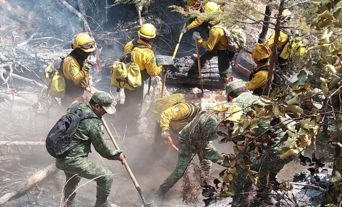 Imagen ilustrativa. Foto: Twitter @CONAFOR