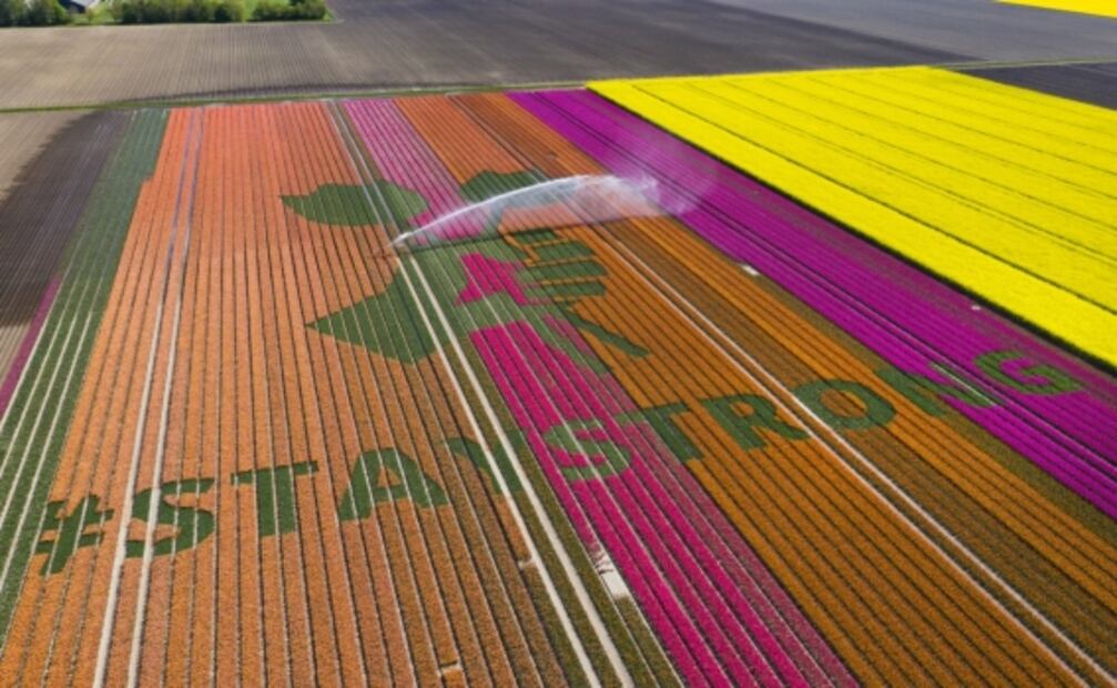Sobre campo de tulipanes de Holanda dibujan mensaje de esperanza