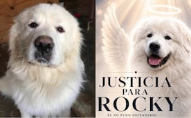 Justicia para Rocky; crean petición en Change para reunir firmas y evitar que el caso del perrito arrastrado por su dueña quede impune