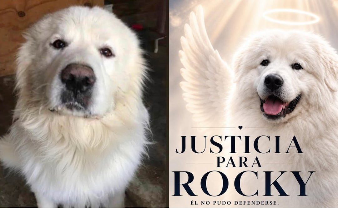 Crean petición en Change para reunir firmas y evitar que el caso de Rocky quede impune. Foto: Redes sociales