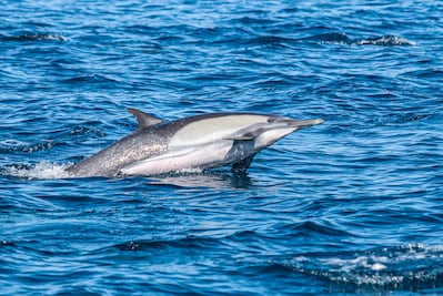 El desafío de la Alta Mar