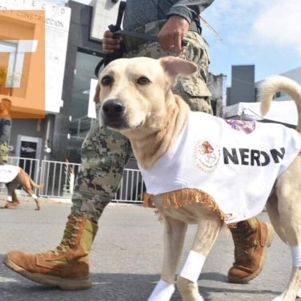 Video. Así desfiló Nerón, el perro rescatado por la Marina en Tabasco